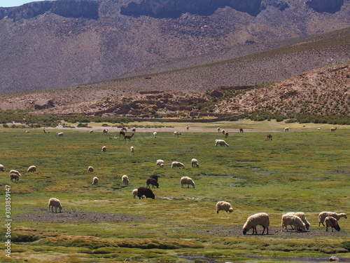 Llamas grazing in a natural meadow, Journey from San Pedro de Atacama in Chile to Uyuni in Bolivia