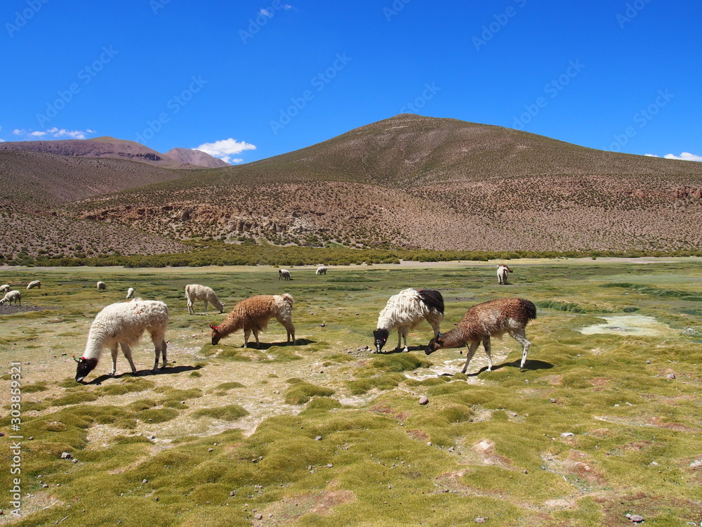 Llamas grazing in a natural meadow, Journey from San Pedro de Atacama in Chile to Uyuni in Bolivia