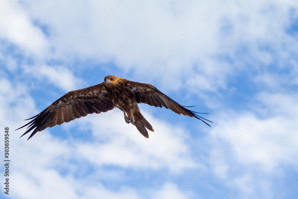 Fototapeta premium eagles flying the australian outback