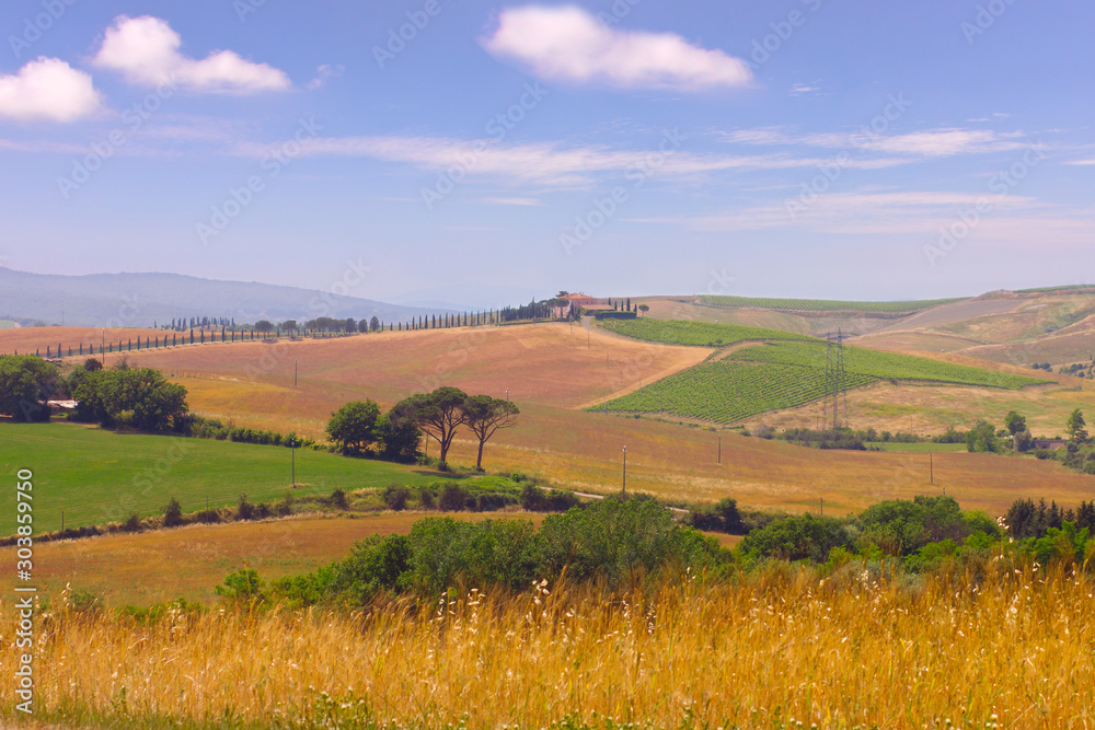 Summer trip to the vineyards and cypress trees. View of the green and yellow hills in Tuscany in Italy.