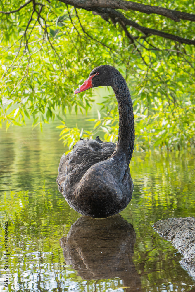 Obraz premium Black swan