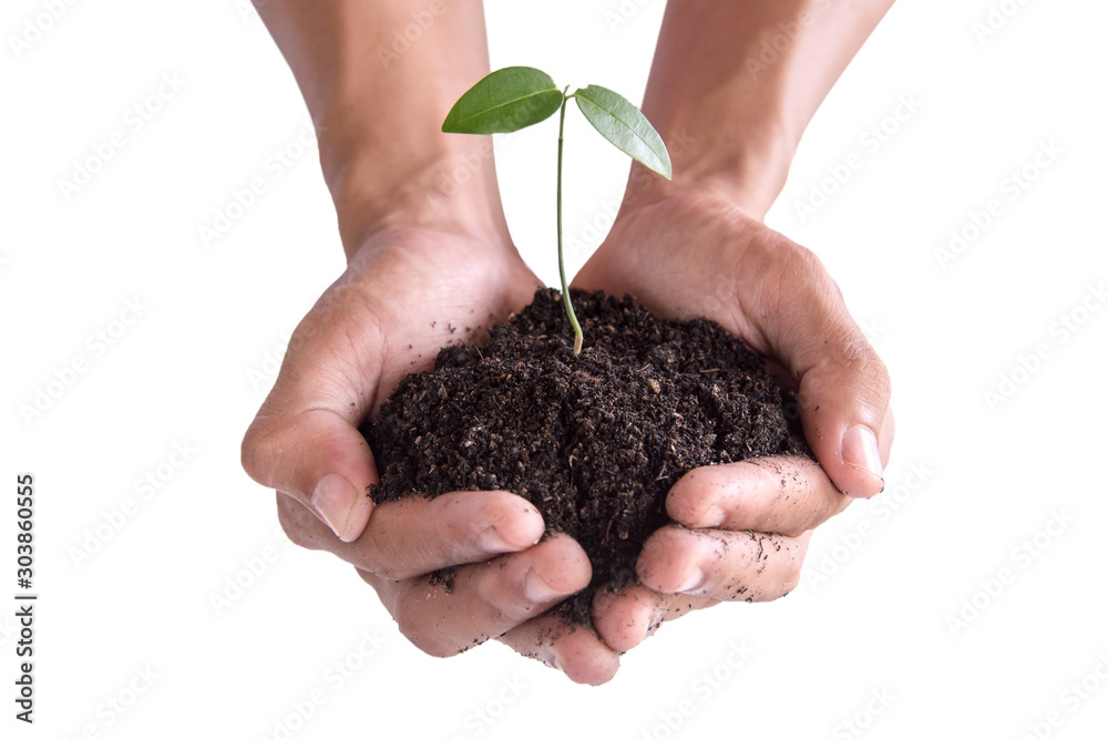 Hands holding green a young plant isolated on white background, Nature plant a tree concept of environmental. Hands holding green a young plant isolated on white background, Nature plant a tree concept of environmental.