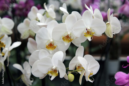 White flowers of orchids on a dark background