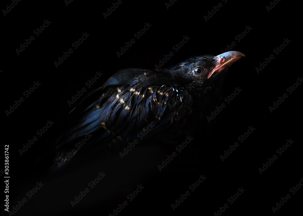 raven bird on a black background. Black raven in the dark.-image Stock