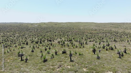 Field of Australian balga trees. Slow aerial pan, copyspace photo