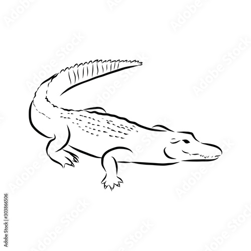 vector illustration of an crocodile 