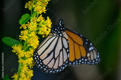 butterfly on flower