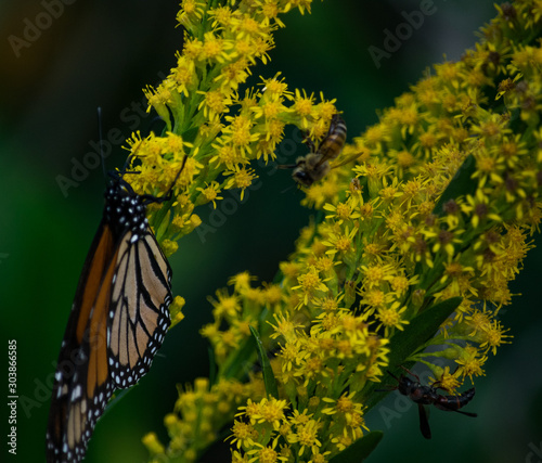 butterfly on flower