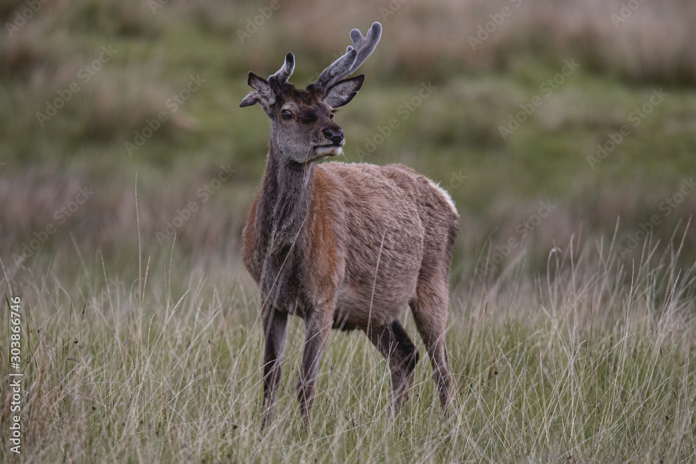Rotwild in den schottischen Highlands Rotwild in den schottischen Highlands