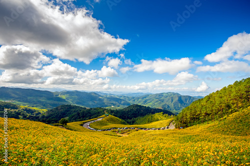 Fototapeta Naklejka Na Ścianę i Meble -  Thung Bua Tong Fields at Doi Mae U Kho Khun Yuam District, Mae Hong Son In Thailand