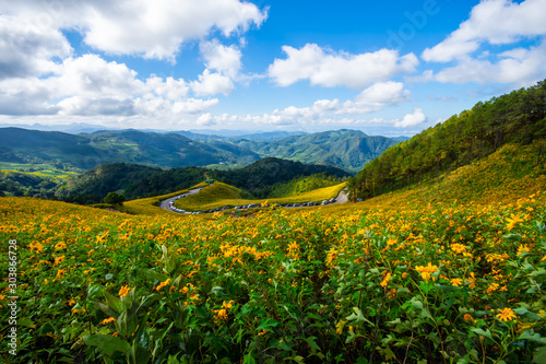 Thung Bua Tong Fields at Doi Mae U Kho Khun Yuam District, Mae Hong Son In Thailand