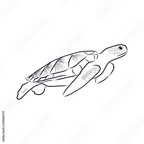 illustration of a sea turtle, sketch 