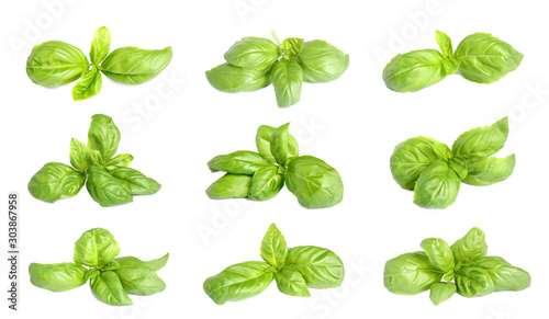 Set of fresh green basil leaves on white background