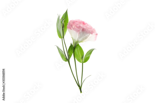 Beautiful eustoma flower isolated on white background
