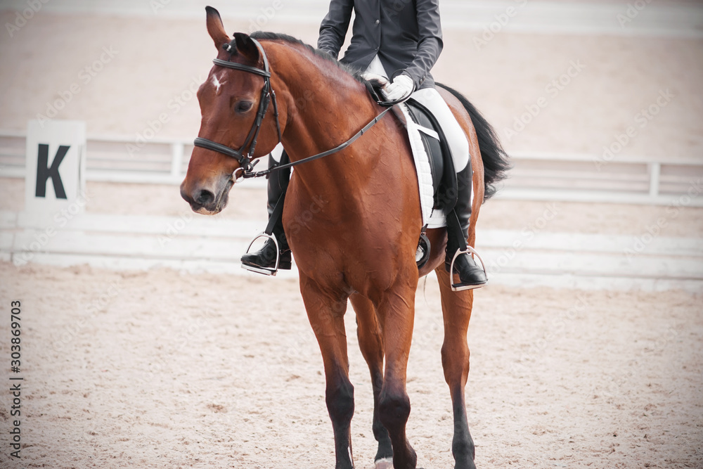 A Bay horse with a rider in the saddle performs in the arena at a dressage competition and is very puzzled about something. A Bay horse with a rider in the saddle performs in the arena at a dressage competition and is very puzzled about something.