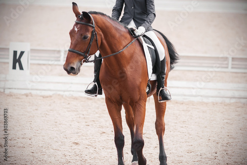 A Bay horse with a rider in the saddle performs in the arena at a dressage competition and is very puzzled about something.