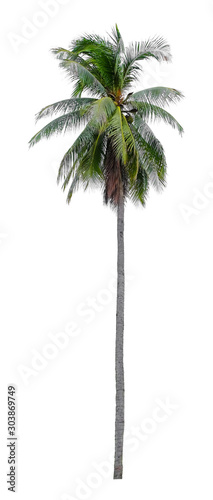 Beautiful coconut and palm tree isolated on white background. Suitable for use in architectural design or Decoration work. Used with natural articles both on print and website.