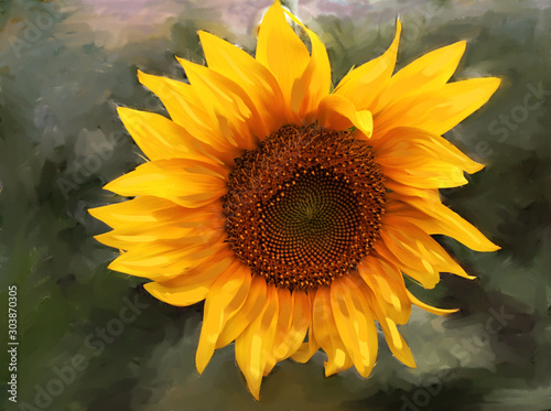 Close up of blooming sunflower