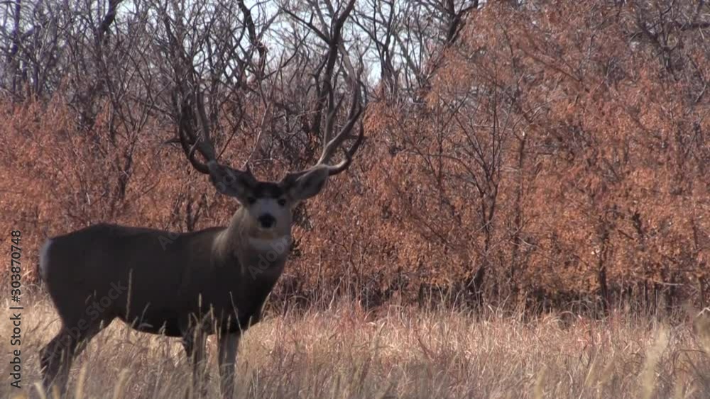 Mule Deer Buck During the Fall Rut in Colorado Mule Deer Buck During the Fall Rut in Colorado