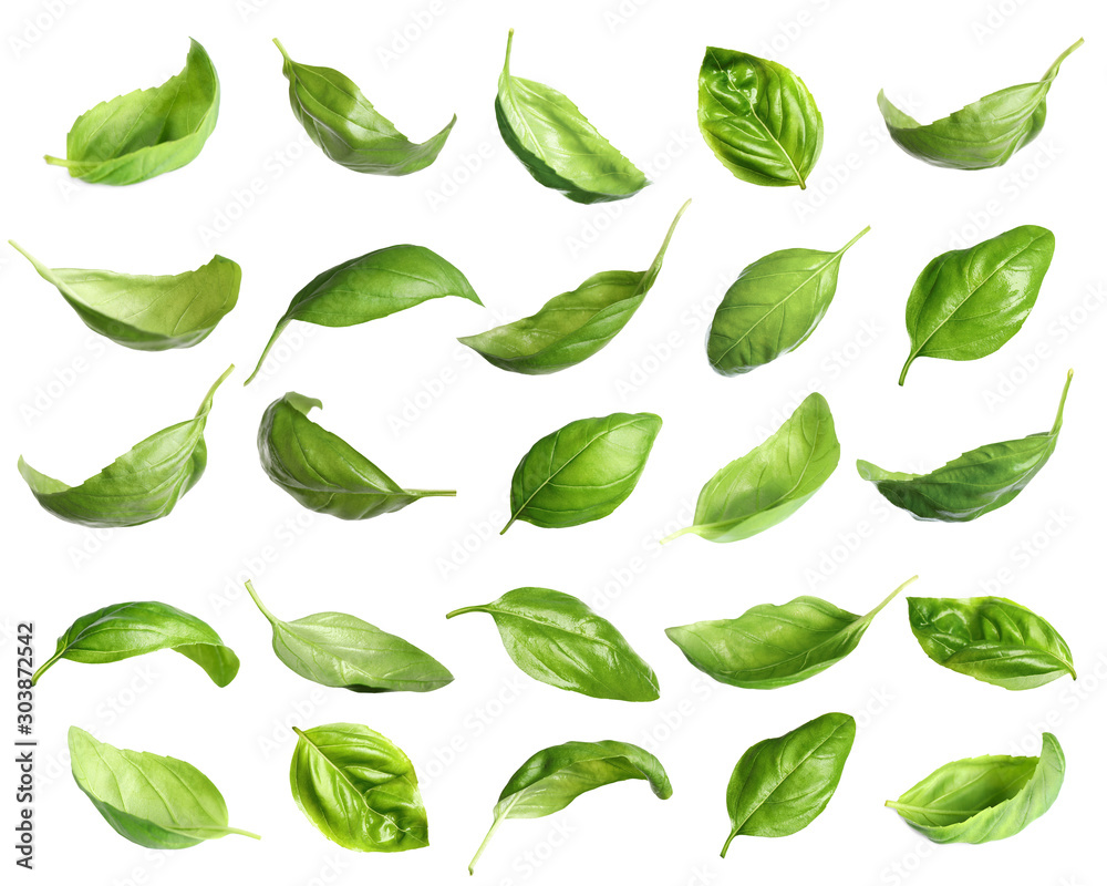 Set of fresh green basil leaves on white background Set of fresh green basil leaves on white background