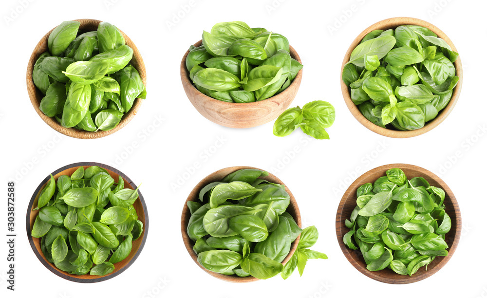 Set of fresh green basil leaves in bowls on white background Set of fresh green basil leaves in bowls on white background