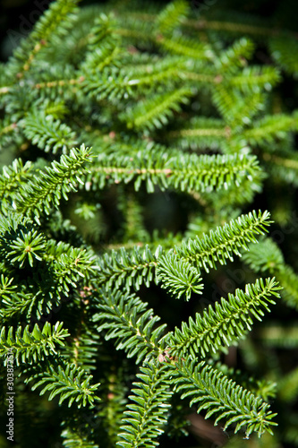 Pine tree brunch closeup. Green spruce.