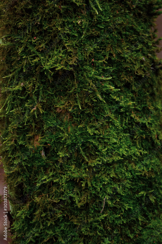 Obraz premium green moss on the tree