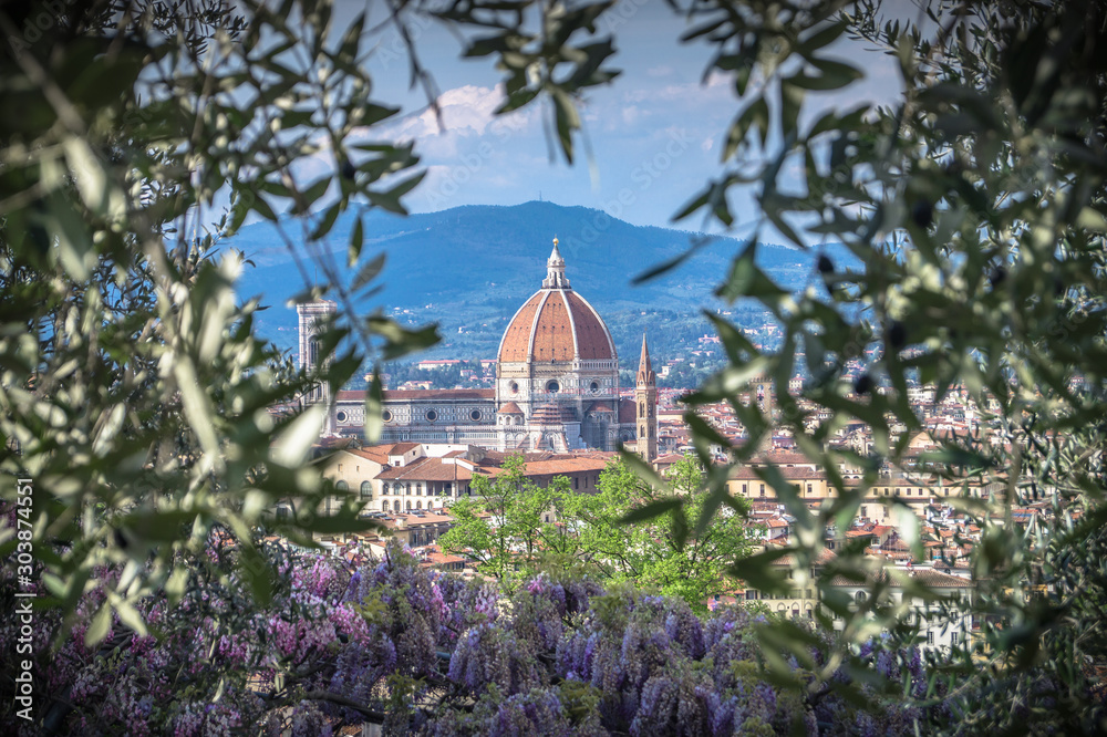 Wisteria in florence