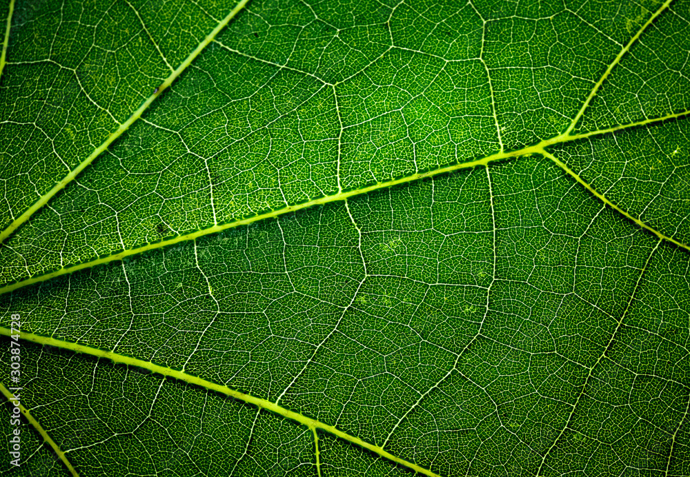 Green leaf background texture in macro closeup, Concept for nature ecology Green leaf background texture in macro closeup, Concept for nature ecology