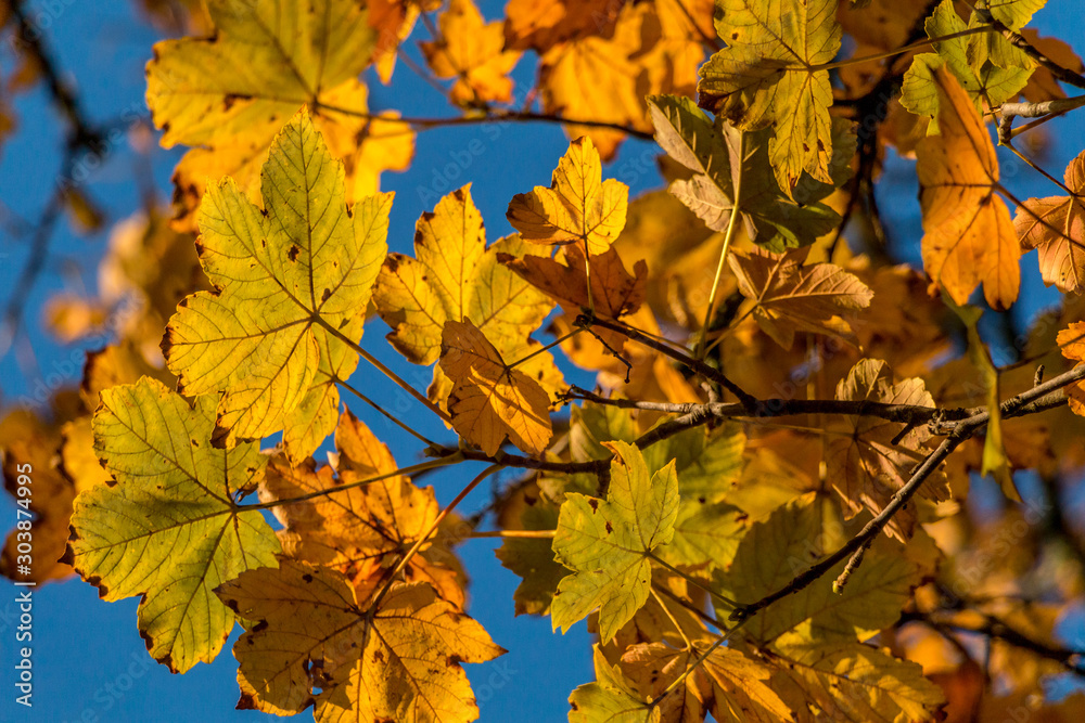 Fototapeta premium Autumn leaves background with sky background