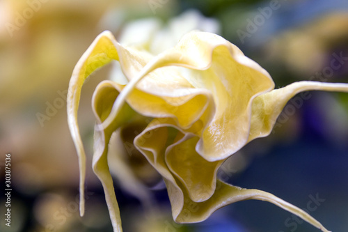 Engelstrompete (Brugmansia) Blüte geschlossen photo