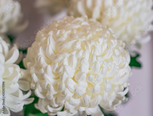 White chrysanthemum close up. Macro image with small depth of field.