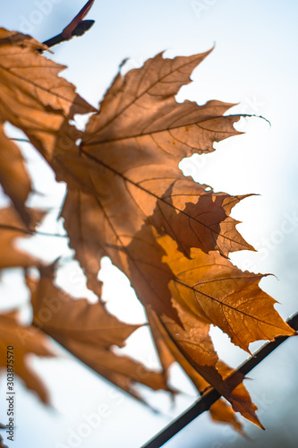 Autumnal ornament, red leaves of maple. orange maple leaves on a tree closeup