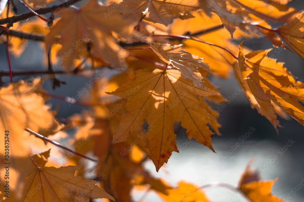 Autumnal ornament, red leaves of maple. orange maple leaves on a tree closeup Autumnal ornament, red leaves of maple. orange maple leaves on a tree closeup