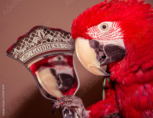 Greenwinged macaw pet parrot holding a mirror that says 
