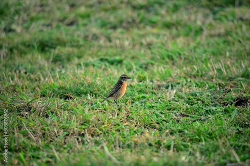 European Robin  Erithacus Rubecula   Galicia  Spain