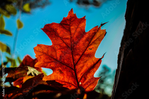 Foglia d'autunno photo