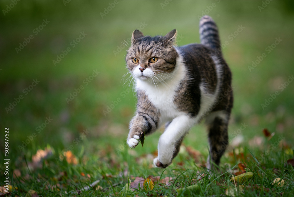tabby white british shorthair cat running on grass with autumn leaves outdoors looking ahead folding back ears