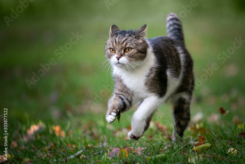 tabby white british shorthair cat running on grass with autumn leaves outdoors looking ahead folding back ears