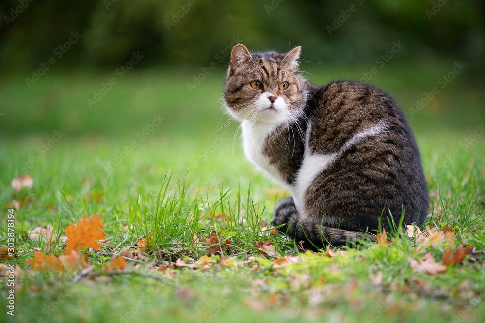 tabby white british shorthair cat sitting on grass with autumn leaves looking away