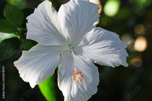 Hibiscus photo