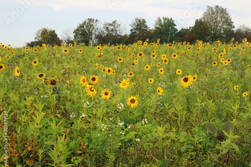 Sunflower field in Baden-Wurttemberg, Germany photo