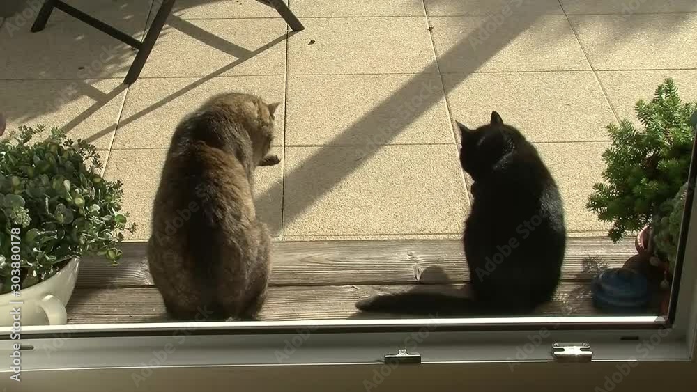 Die schwarze und die graue Katze trainieren für den Synchronbewerb 