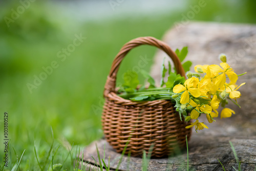 Chelidonium majus  greater celandine  nipplewort  swallowwort or tetterwort yellow flowers in a wicker basket from the vine.  Medicinal herbs.