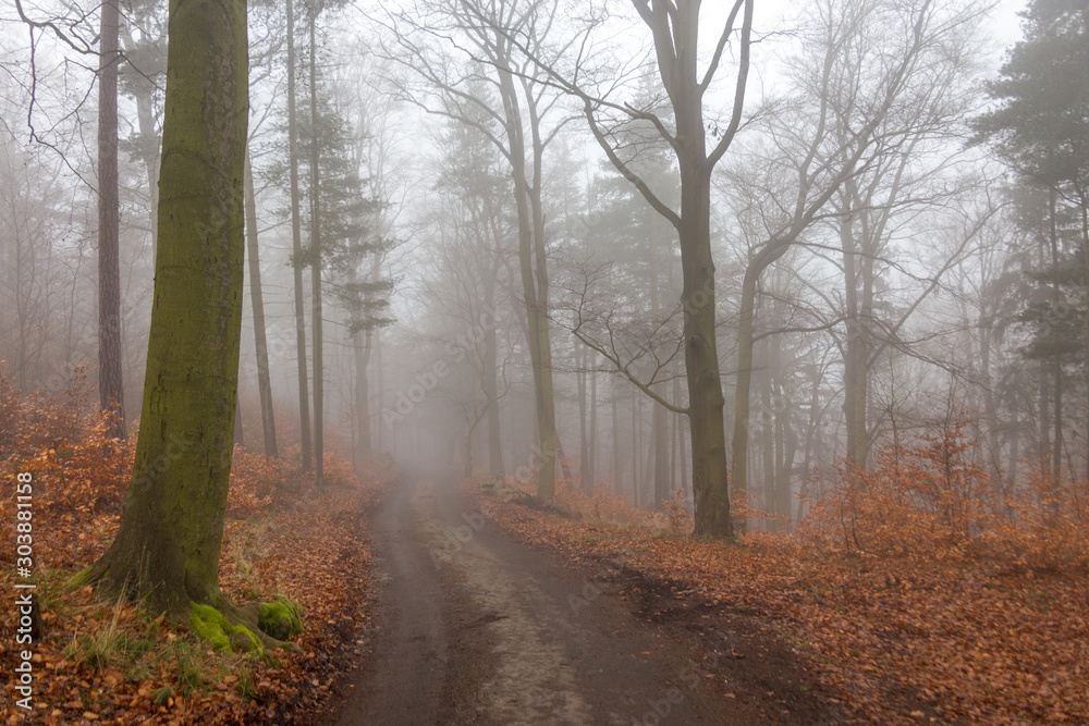 Foggy forest, Karlovy vary, Czech Republic Foggy forest, Karlovy vary, Czech Republic