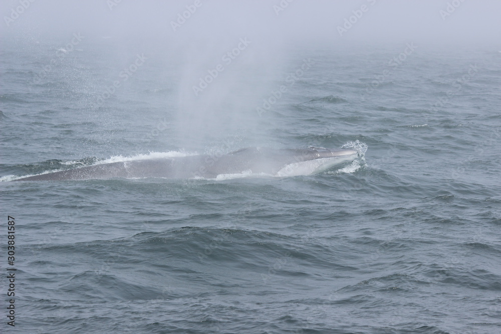 Whale Water Spout