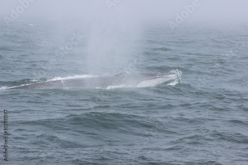 Whale Water Spout