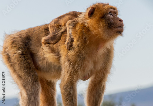 Gibraltar monkey walking through its territory © iker