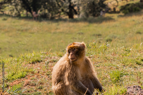 Gibraltar monkey walking through its territory