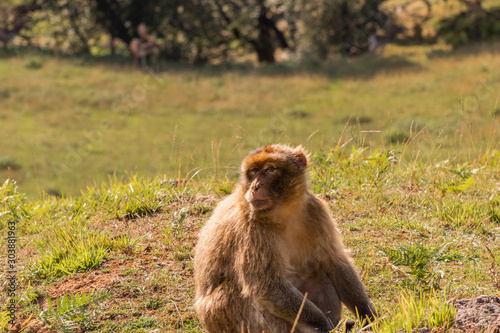 Gibraltar monkey walking through its territory